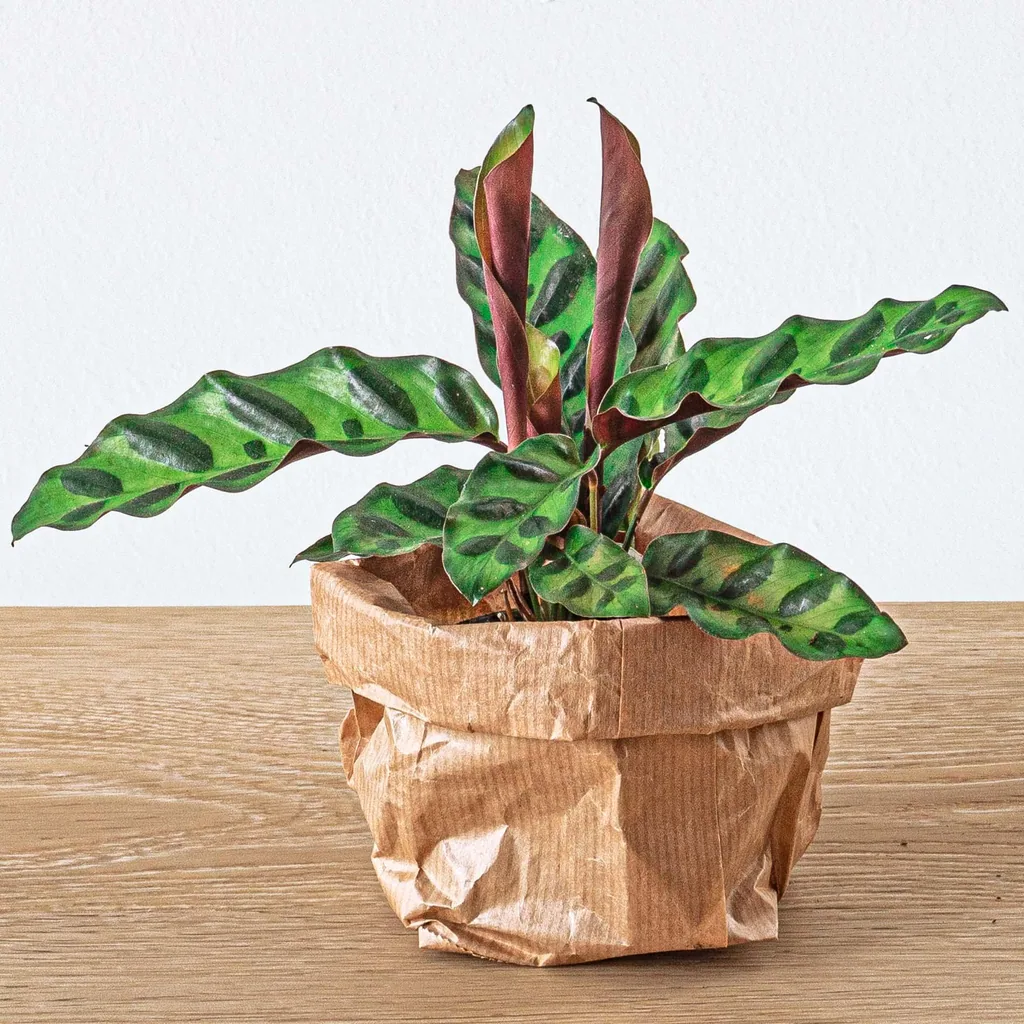 Pflanzen-Terrarium-Paket Calathea Lancifolia - Nachfüll- & Startpaket - DIY