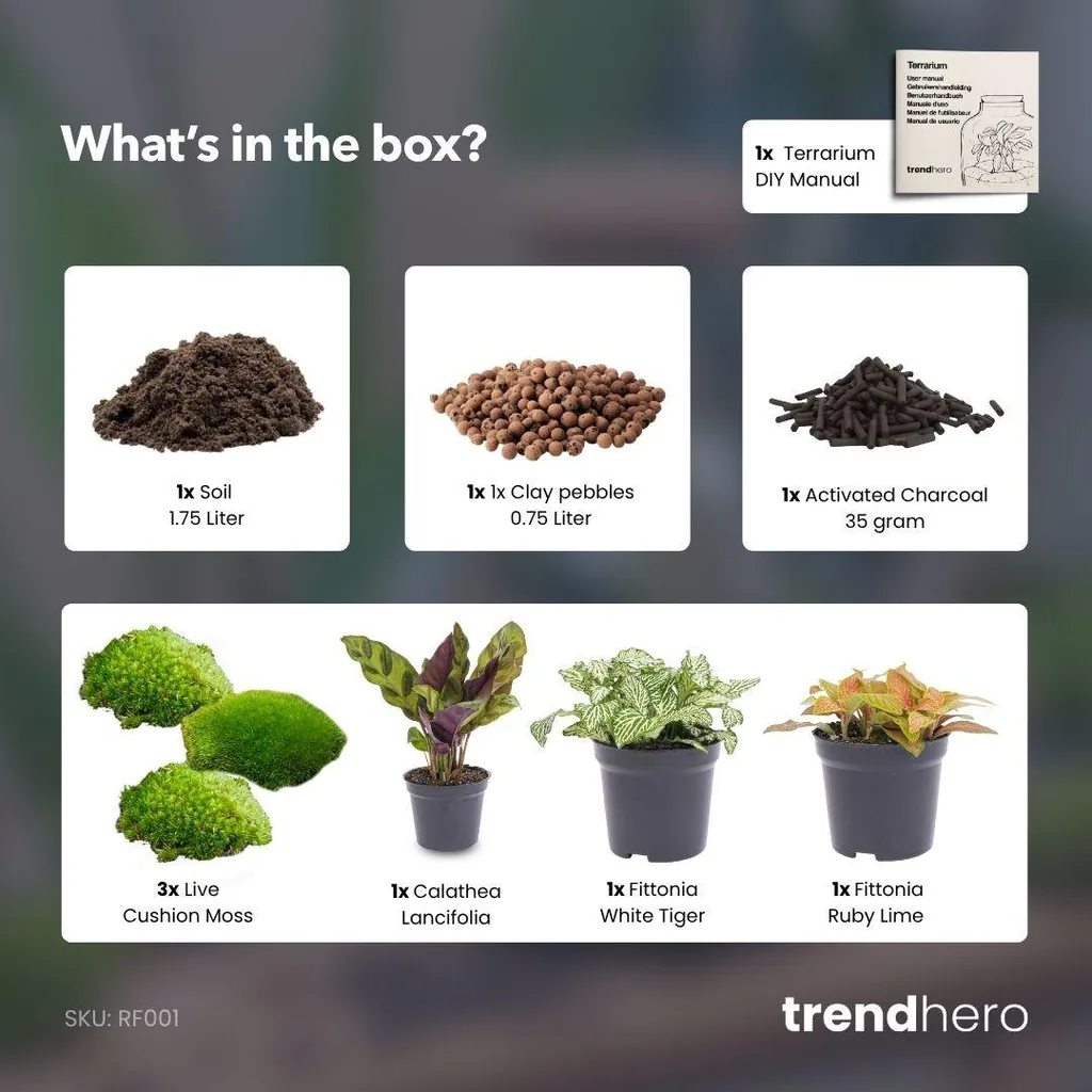 Pflanzen-Terrarium-Paket Calathea Lancifolia - Nachfüll- & Startpaket - DIY