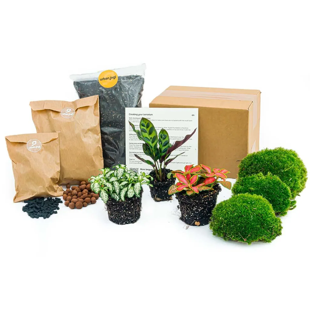 Pflanzen-Terrarium-Paket Calathea Lancifolia - Nachfüll- & Startpaket - DIY