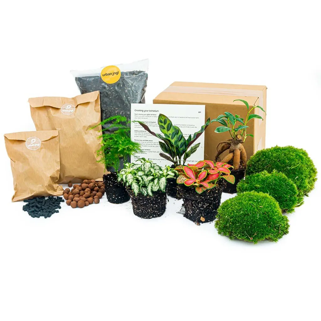 Pflanzen-Terrarium Nachfüll- & Startpaket - 5 Pflanzen
