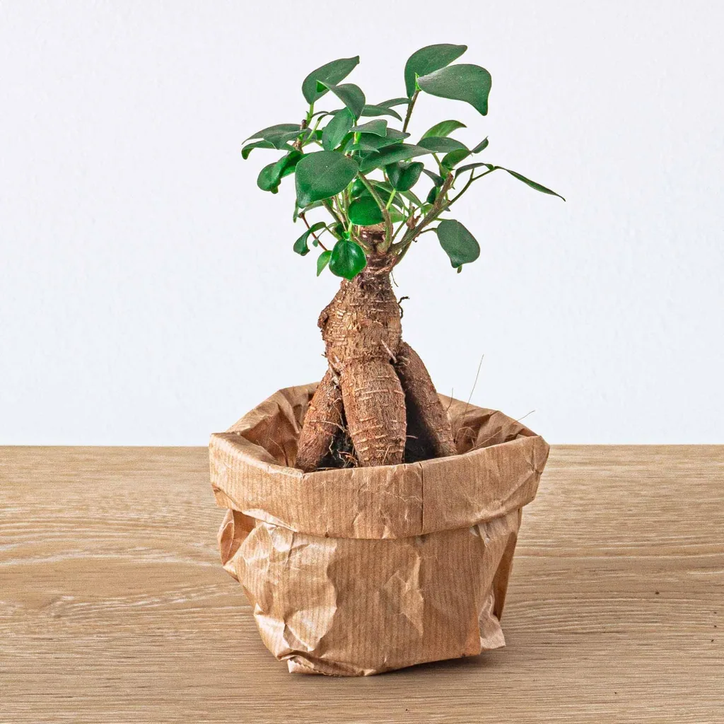 Pflanzen-Terrarium Nachfüll- & Startpaket - 5 Pflanzen