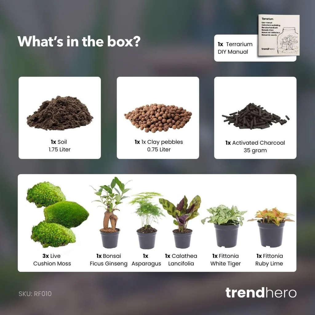 Pflanzen-Terrarium Nachfüll- & Startpaket - 5 Pflanzen