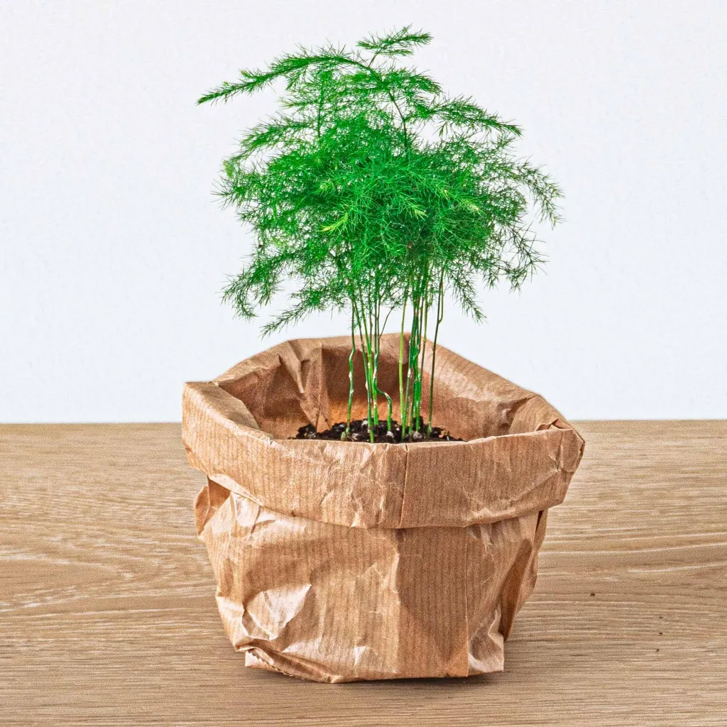 Pflanzen-Terrarium Nachfüll- & Startpaket - 5 Pflanzen