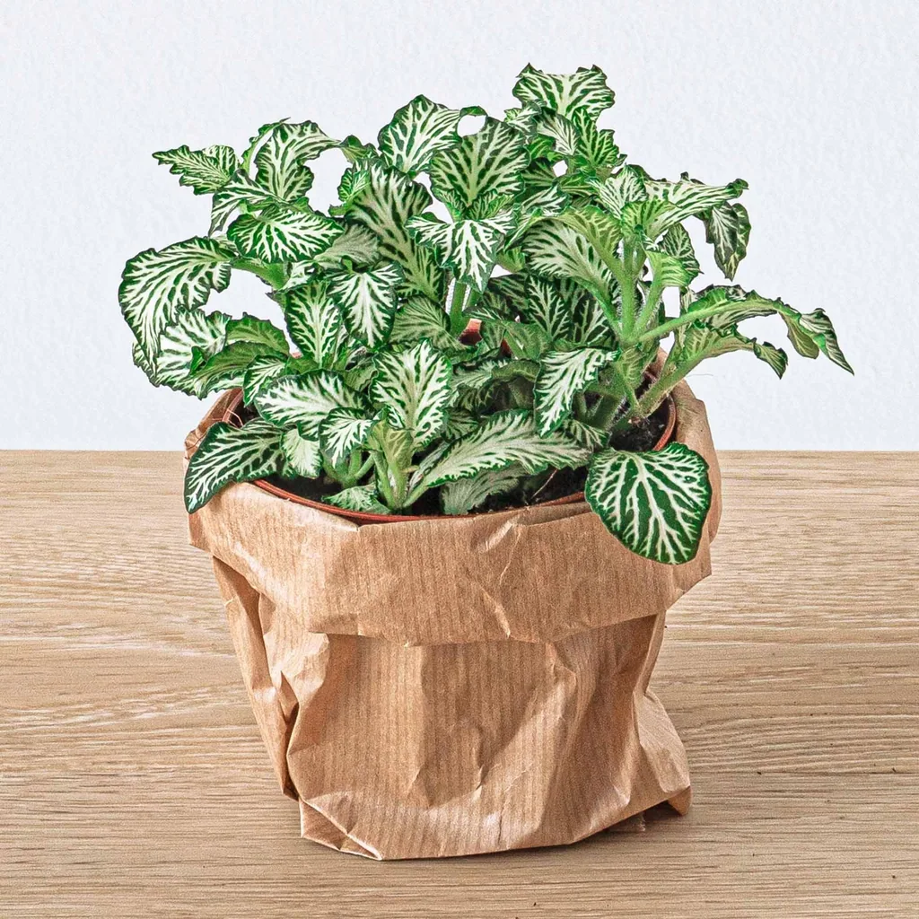 Pflanzen-Terrarium Nachfüll- & Startpaket - 5 Pflanzen