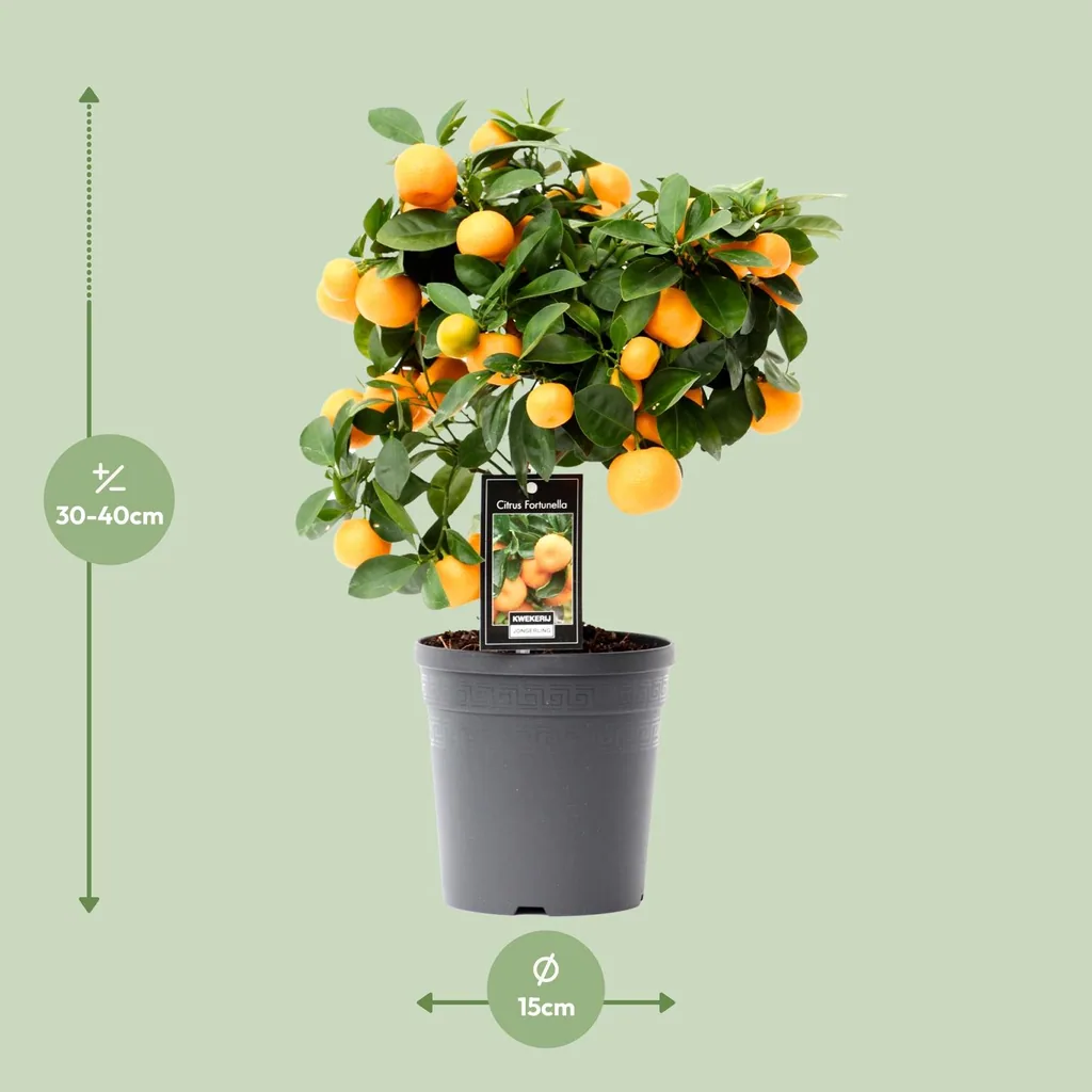 Calamondin-Orangenbäumchen (Citrofortunella microcarpa) – Zimmerpflanze, Topf-Ø 15 cm, Höhe ca. 40 cm