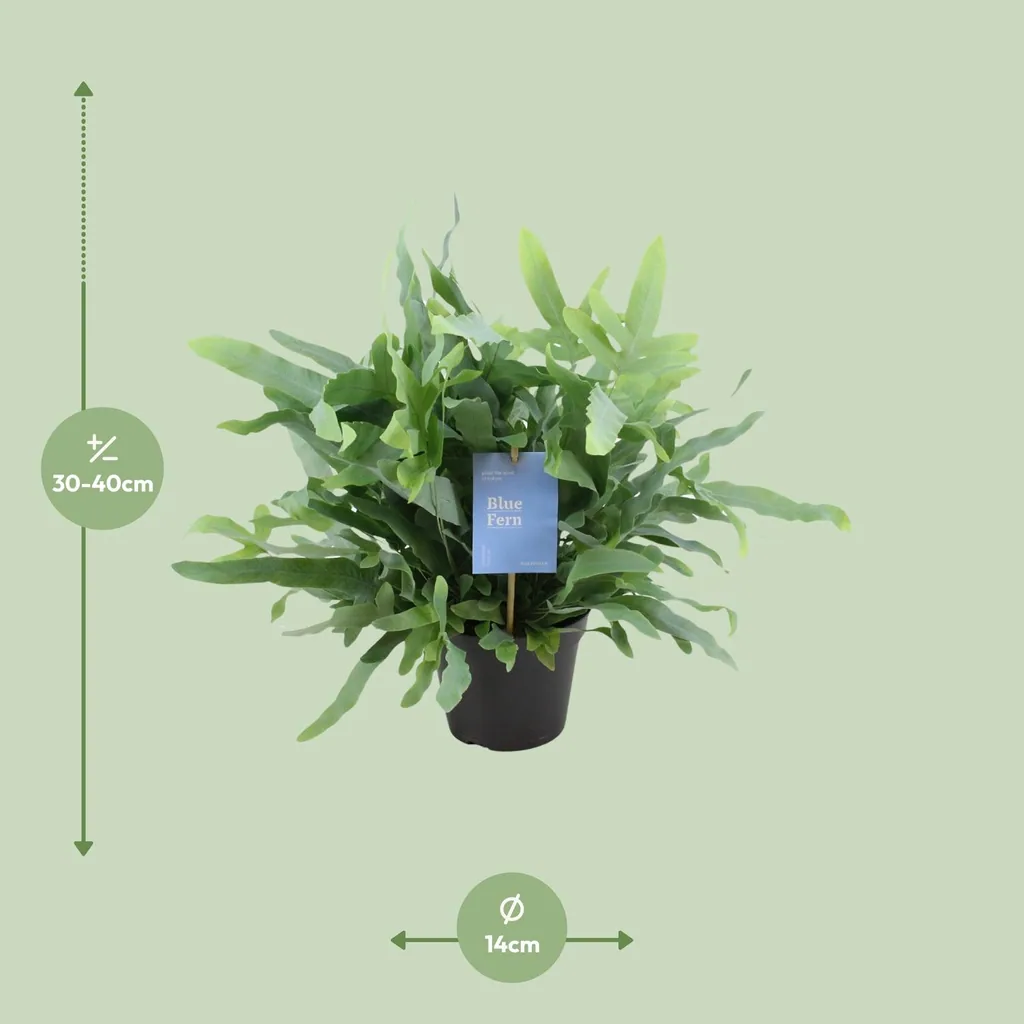 Tüpfelfarn 'Blue Fern' (Phlebodium) – pflegeleichte Zimmerpflanze, Topf-Ø 14 cm, Höhe ca. 40 cm