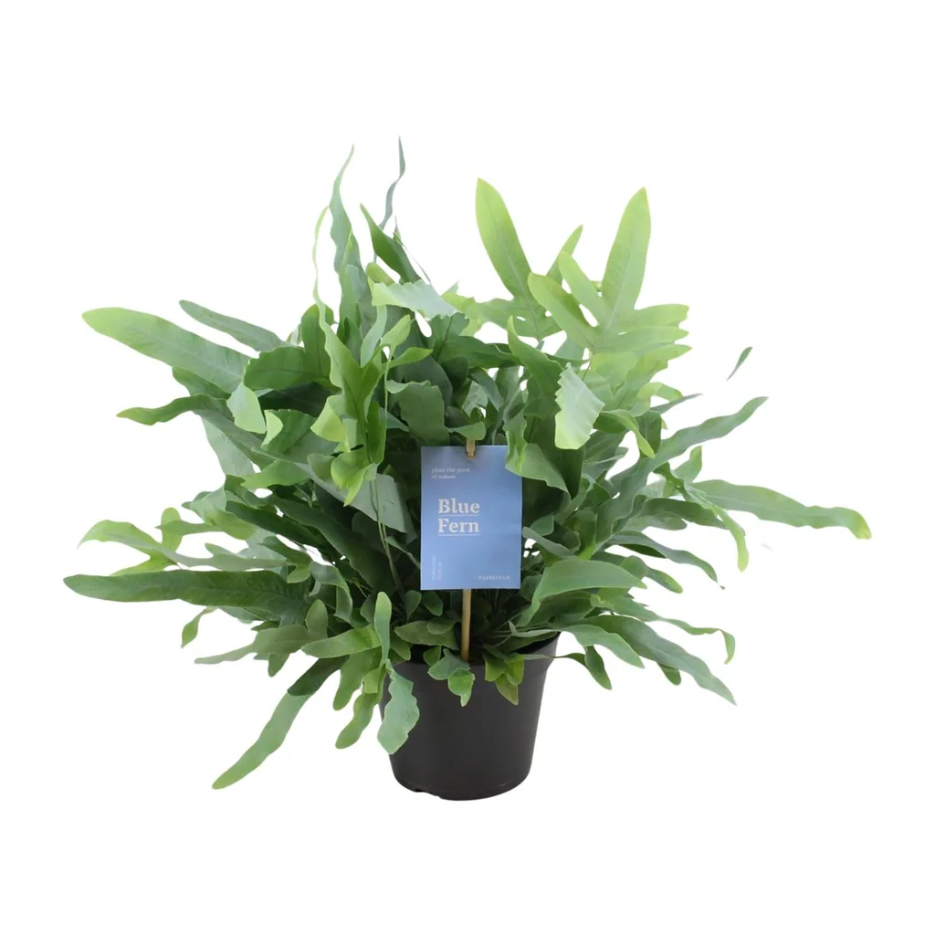 Tüpfelfarn 'Blue Fern' (Phlebodium) – pflegeleichte Zimmerpflanze, Topf-Ø 14 cm, Höhe ca. 40 cm