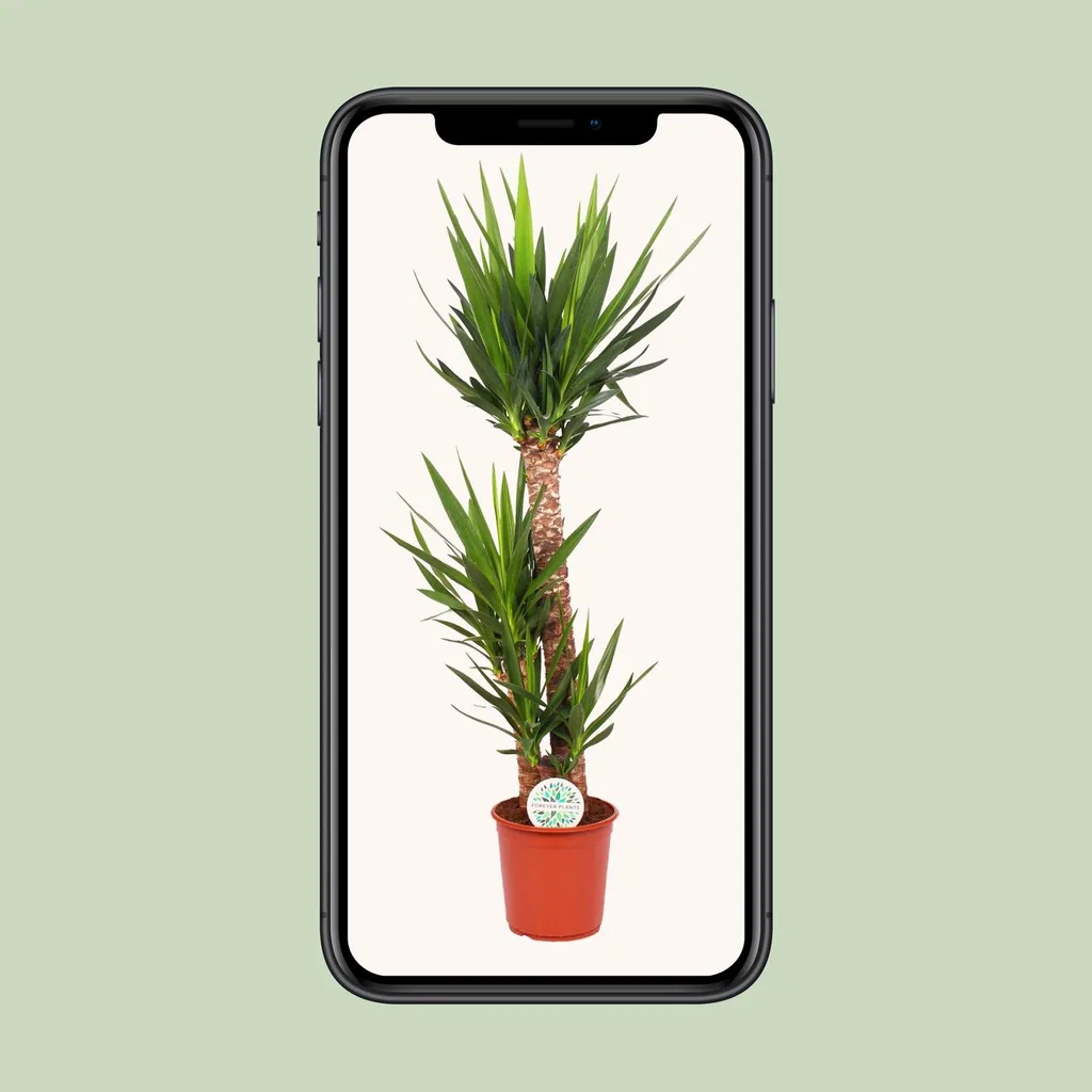 Palmlilie (Yucca elephantipes) – pflegeleichte Zimmerpflanze, Topf-Ø 24 cm, Höhe ca. 125 cm