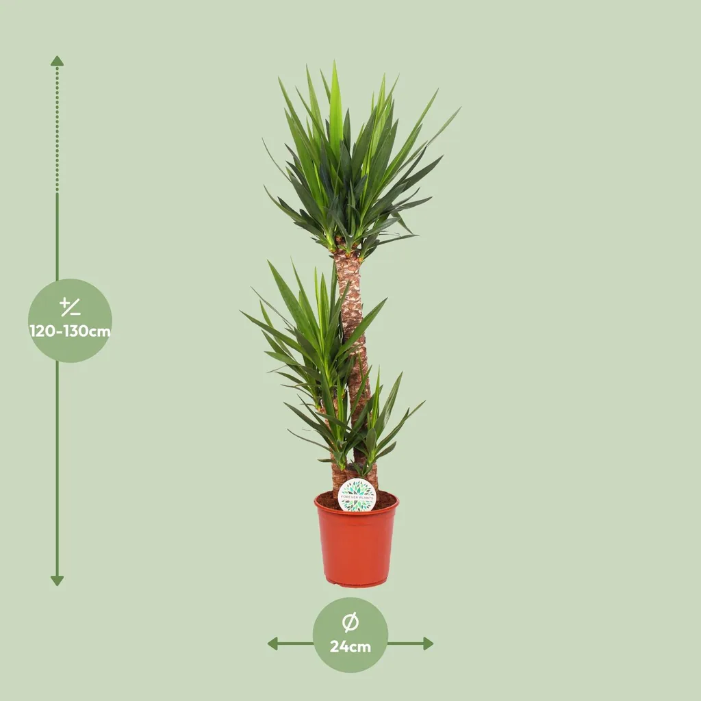 Palmlilie (Yucca elephantipes) – pflegeleichte Zimmerpflanze, Topf-Ø 24 cm, Höhe ca. 125 cm