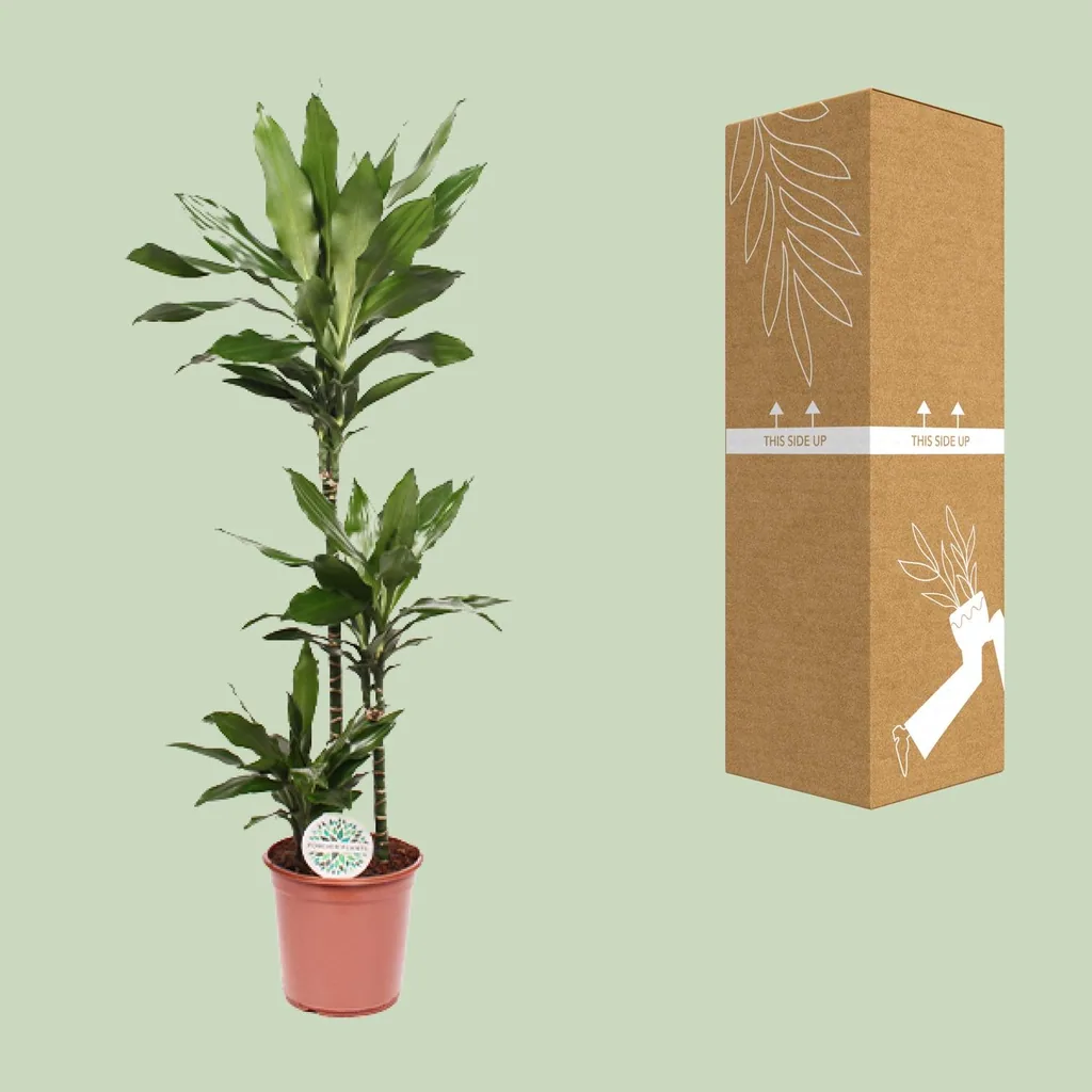 Drachenbaum 'Janet Lind' (Dracaena) – pflegeleichte Zimmerpflanze, Topf-Ø 24 cm, Höhe ca. 130 cm