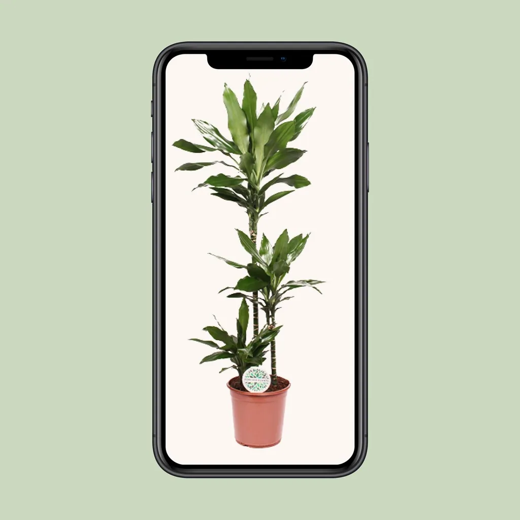Drachenbaum 'Janet Lind' (Dracaena) – pflegeleichte Zimmerpflanze, Topf-Ø 24 cm, Höhe ca. 130 cm