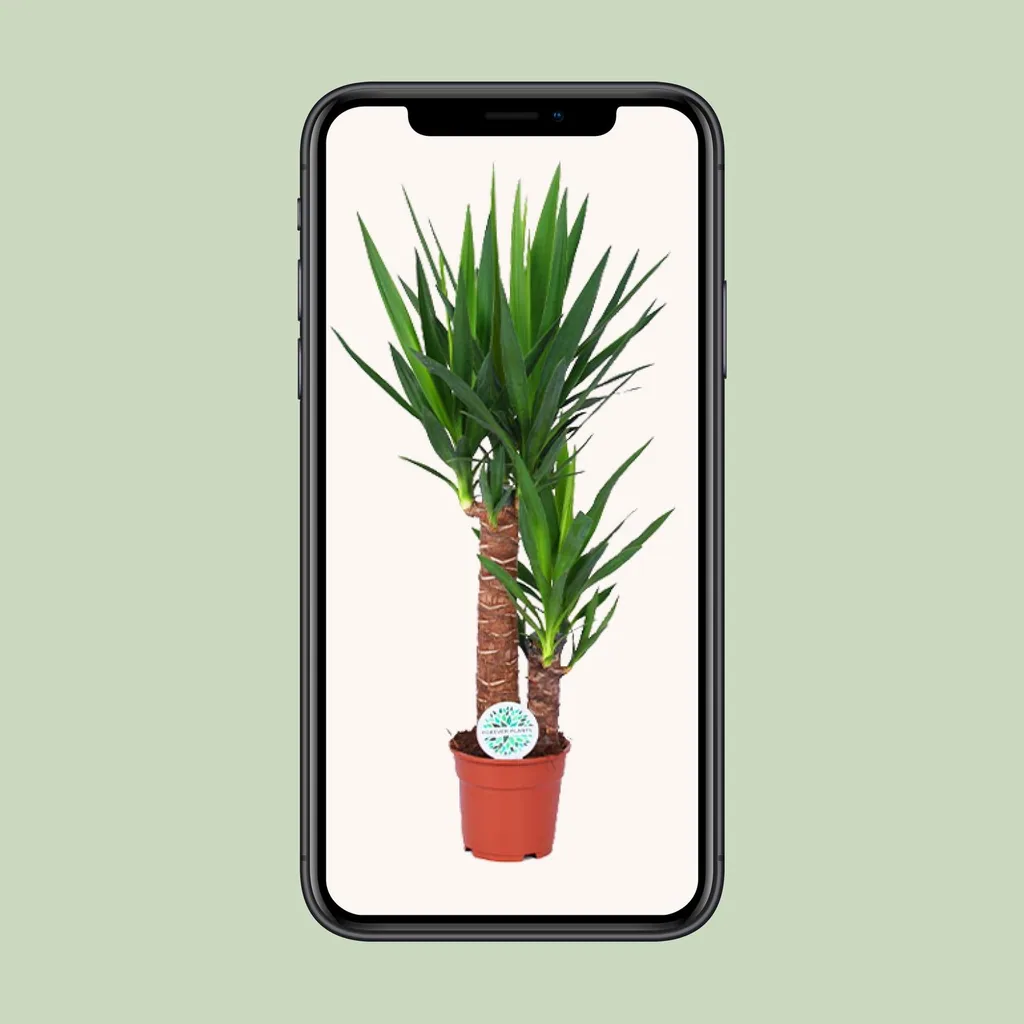 Palmlilie (Yucca elephantipes) – pflegeleichte Zimmerpflanze, Topf-Ø 17 cm, Höhe ca. 80 cm