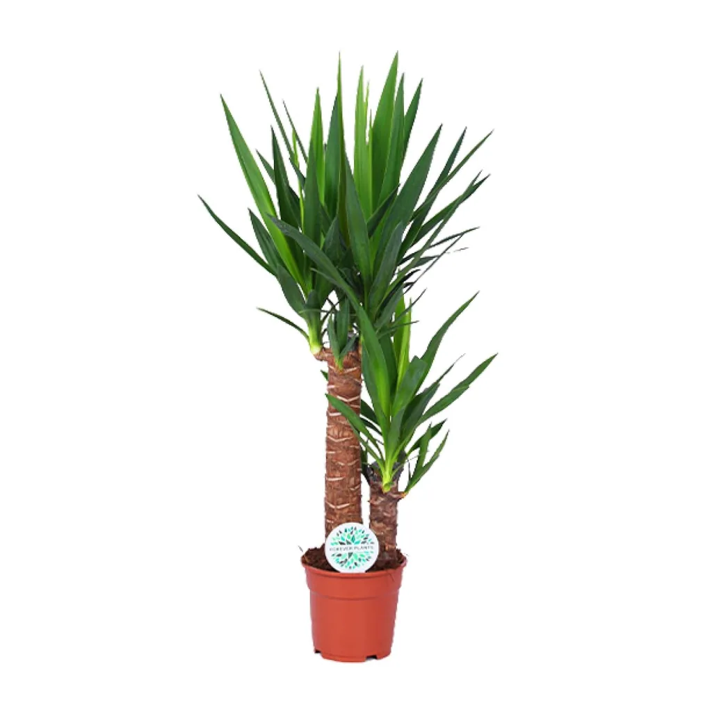 Palmlilie (Yucca elephantipes) – pflegeleichte Zimmerpflanze, Topf-Ø 17 cm, Höhe ca. 80 cm