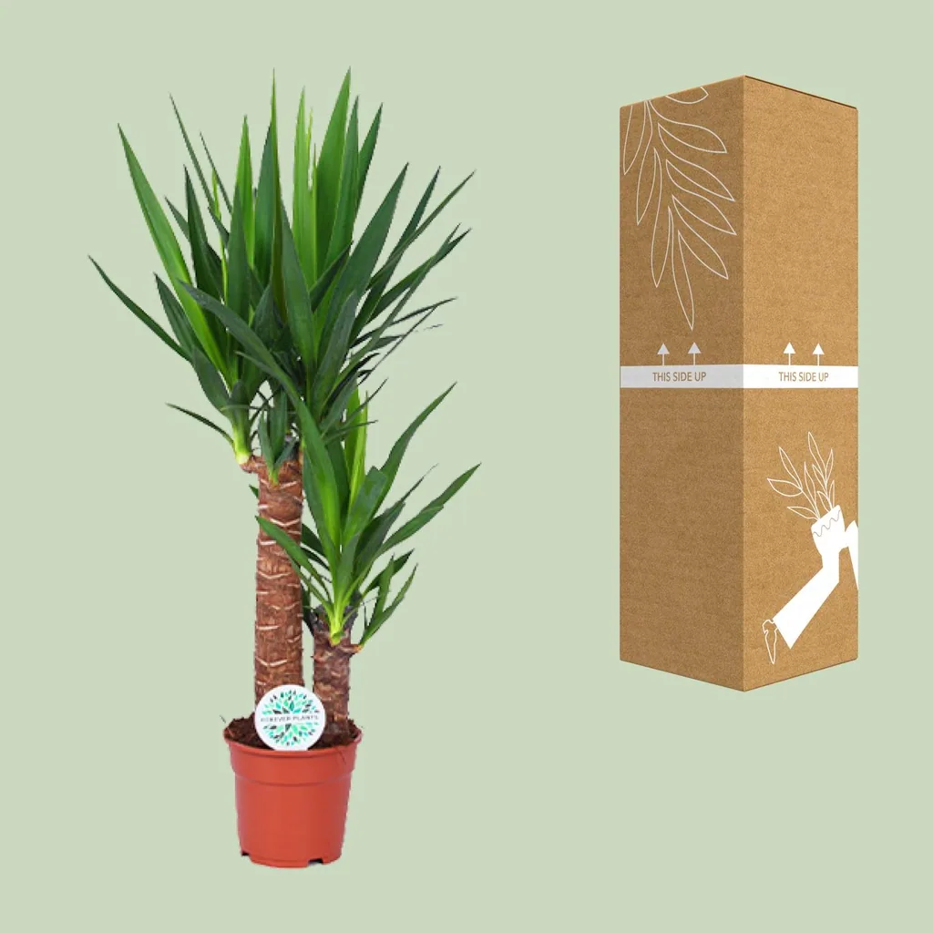 Palmlilie (Yucca elephantipes) – pflegeleichte Zimmerpflanze, Topf-Ø 17 cm, Höhe ca. 80 cm