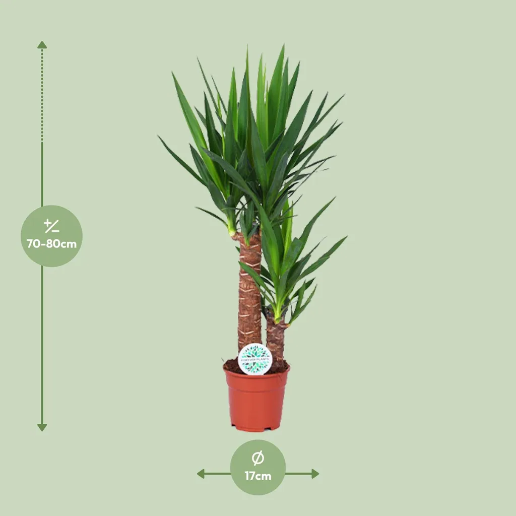 Palmlilie (Yucca elephantipes) – pflegeleichte Zimmerpflanze, Topf-Ø 17 cm, Höhe ca. 80 cm