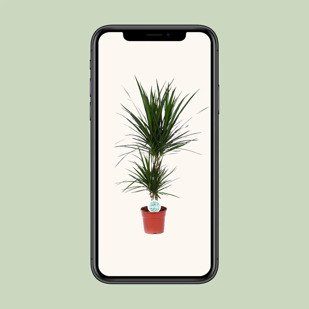 Drachenbaum (Dracaena marginata) – pflegeleichte Zimmerpflanze, Topf-Ø 17 cm, Höhe ca. 75 cm