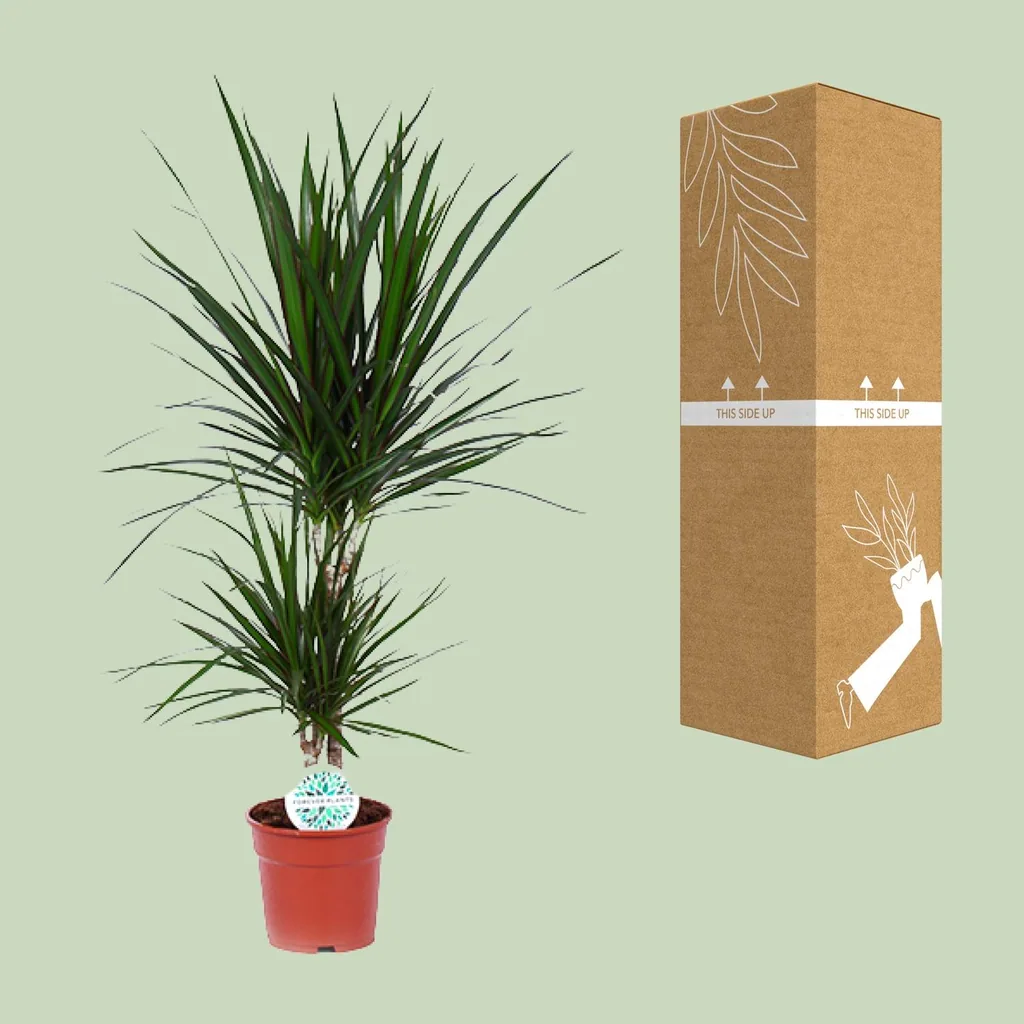 Drachenbaum (Dracaena marginata) – pflegeleichte Zimmerpflanze, Topf-Ø 17 cm, Höhe ca. 75 cm