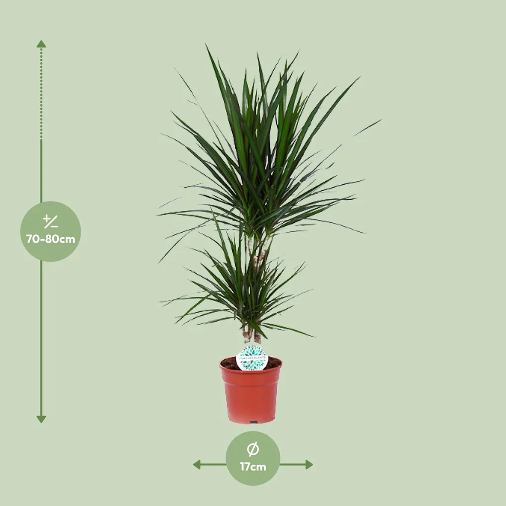 Drachenbaum (Dracaena marginata) – pflegeleichte Zimmerpflanze, Topf-Ø 17 cm, Höhe ca. 75 cm