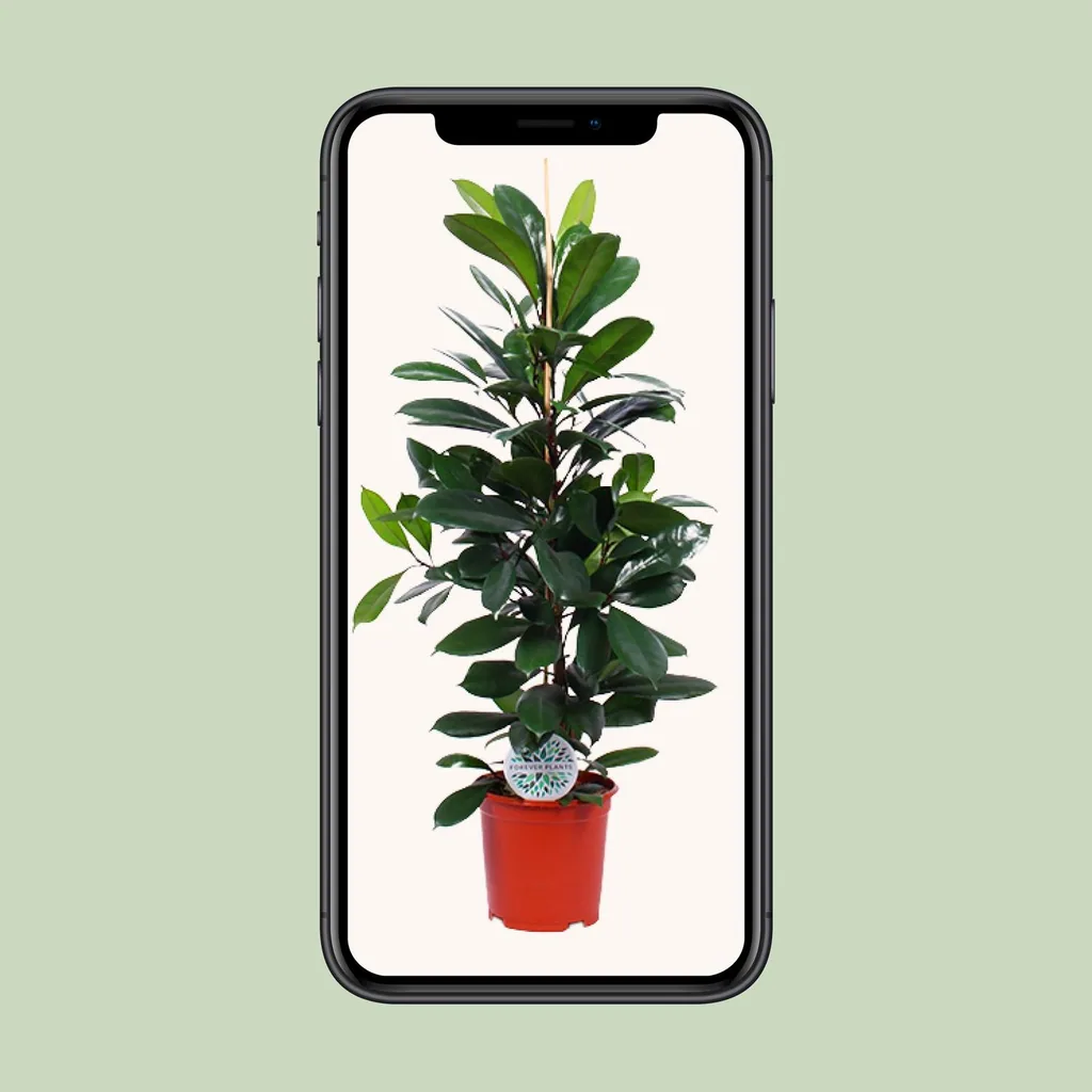 Afrikanischer Feigenbaum (Ficus cyathistipula) – pflegeleichte Zimmerpflanze, Topf-Ø 21 cm, Höhe ca. 105 cm