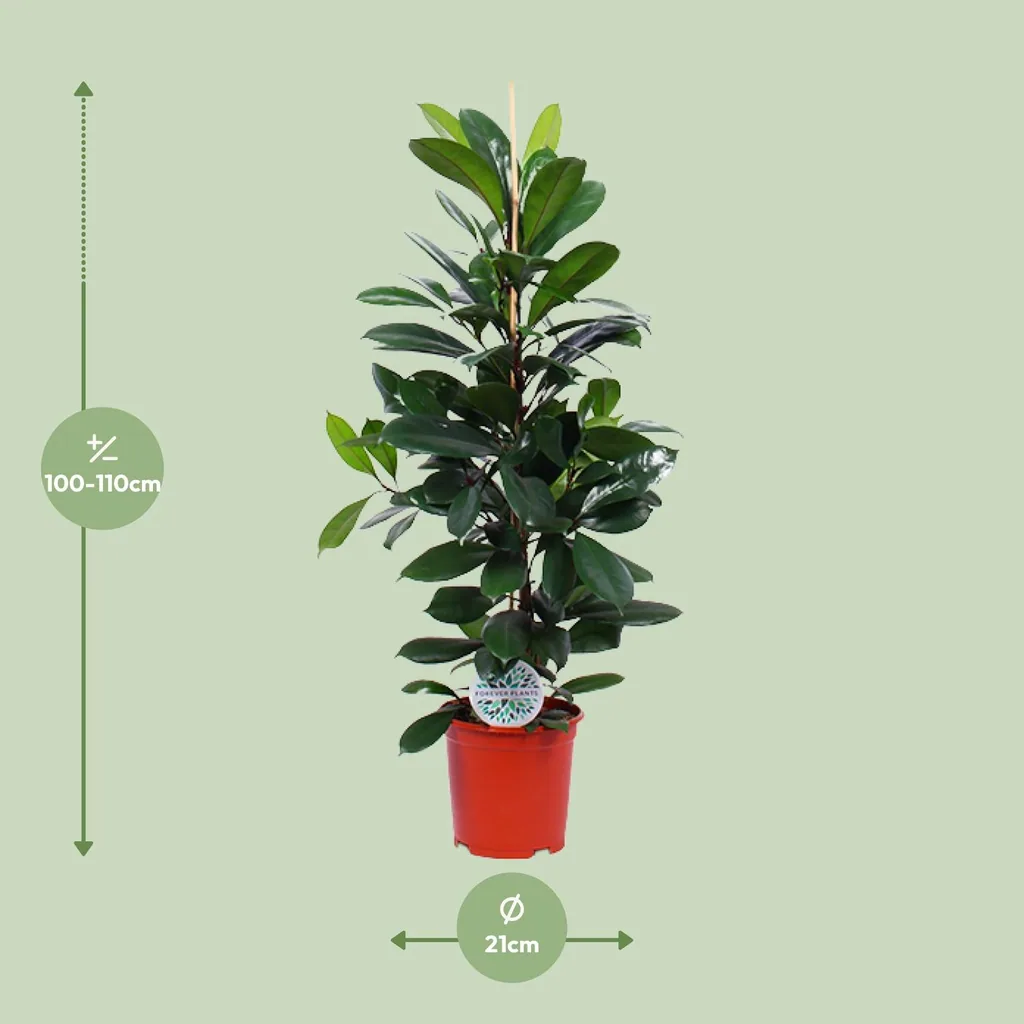 Afrikanischer Feigenbaum (Ficus cyathistipula) – pflegeleichte Zimmerpflanze, Topf-Ø 21 cm, Höhe ca. 105 cm
