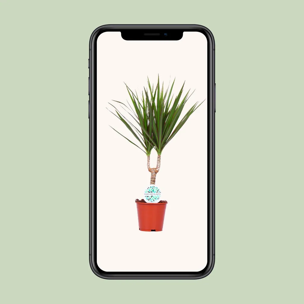 Drachenbaum (Dracaena marginata) – pflegeleichte Zimmerpflanze, Topf-Ø 14 cm, Höhe ca. 55 cm