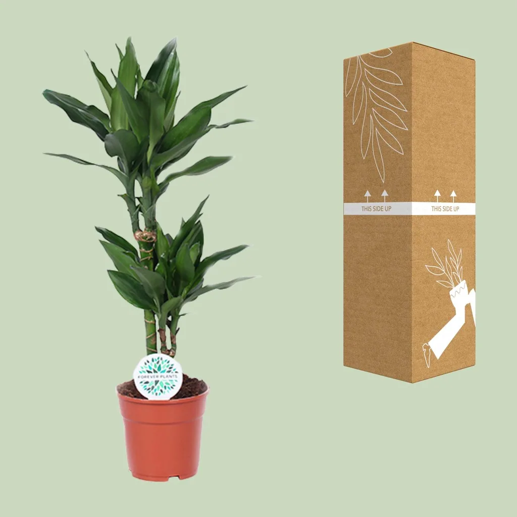 Drachenbaum 'Janet Lind' (Dracaena) – pflegeleichte Zimmerpflanze, Topf-Ø 17 cm, Höhe ca. 70 cm