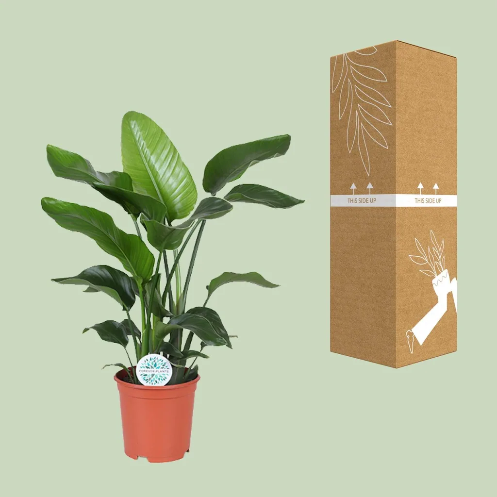 Baumstrelitzie 'Nicolai' (Strelitzia nicolai) – pflegeleichte Zimmerpflanze, Topf-Ø 21 cm, Höhe ca. 80 cm
