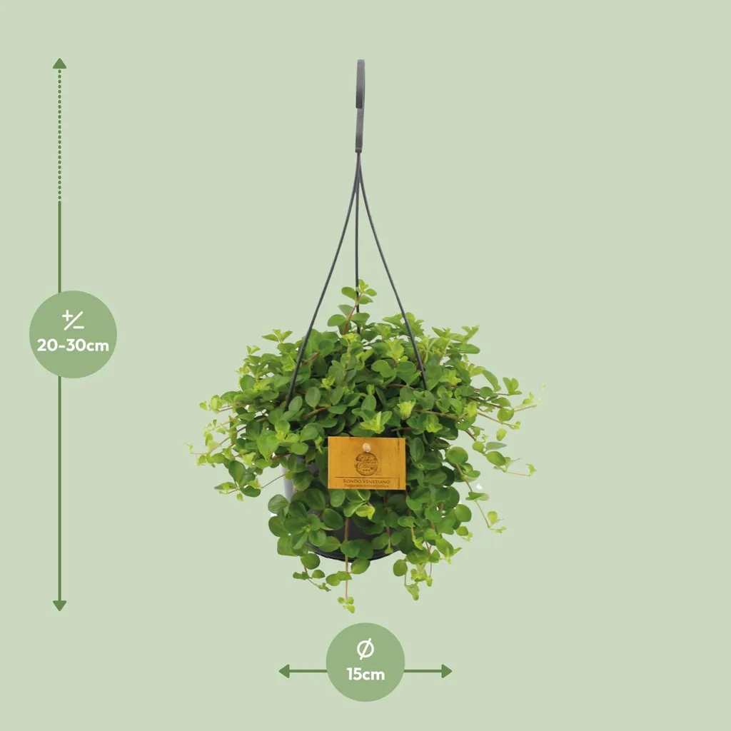 Rundblättrige Peperomia (Peperomia rotundifolia) – pflegeleichte Zimmerpflanze, Topf-Ø 15 cm, Höhe ca. 25 cm