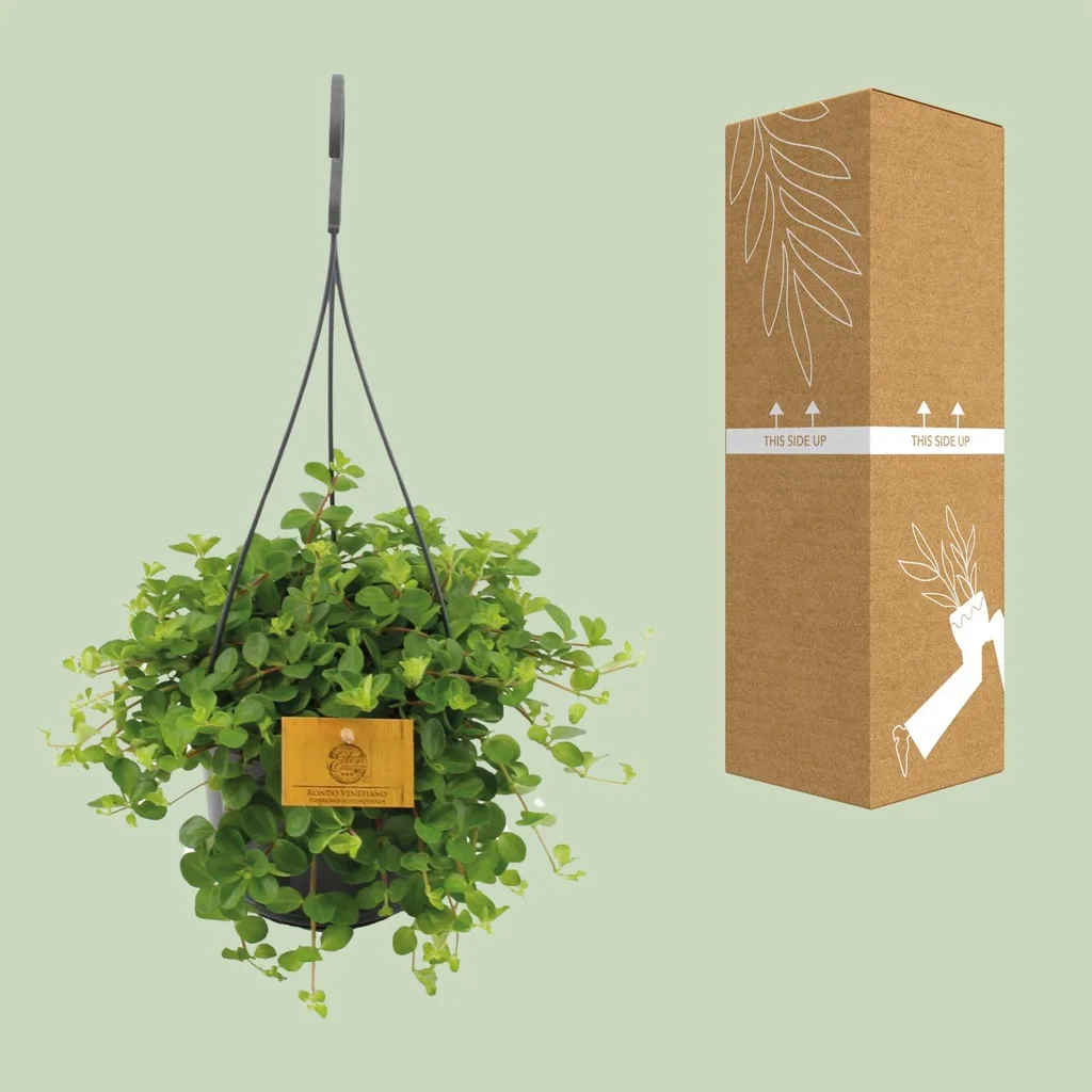 Rundblättrige Peperomia (Peperomia rotundifolia) – pflegeleichte Zimmerpflanze, Topf-Ø 15 cm, Höhe ca. 25 cm