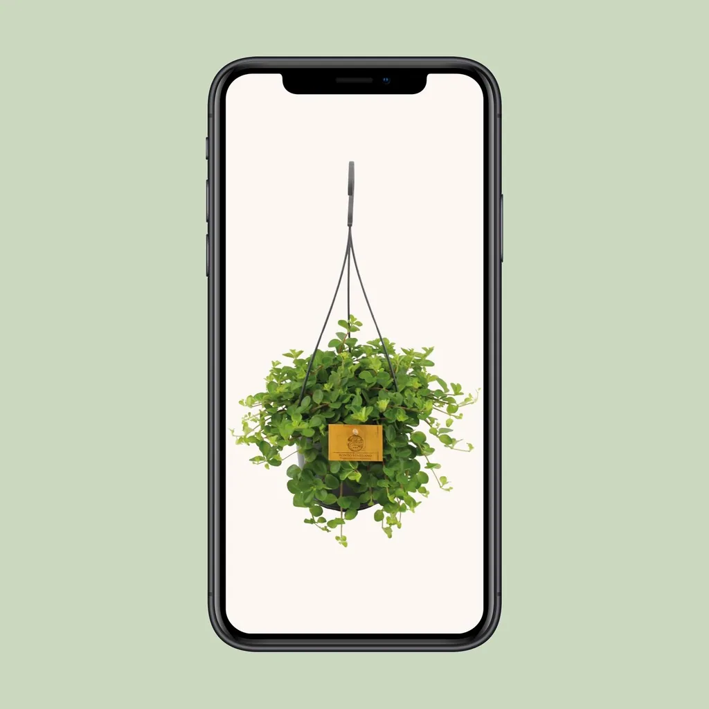 Rundblättrige Peperomia (Peperomia rotundifolia) – pflegeleichte Zimmerpflanze, Topf-Ø 15 cm, Höhe ca. 25 cm