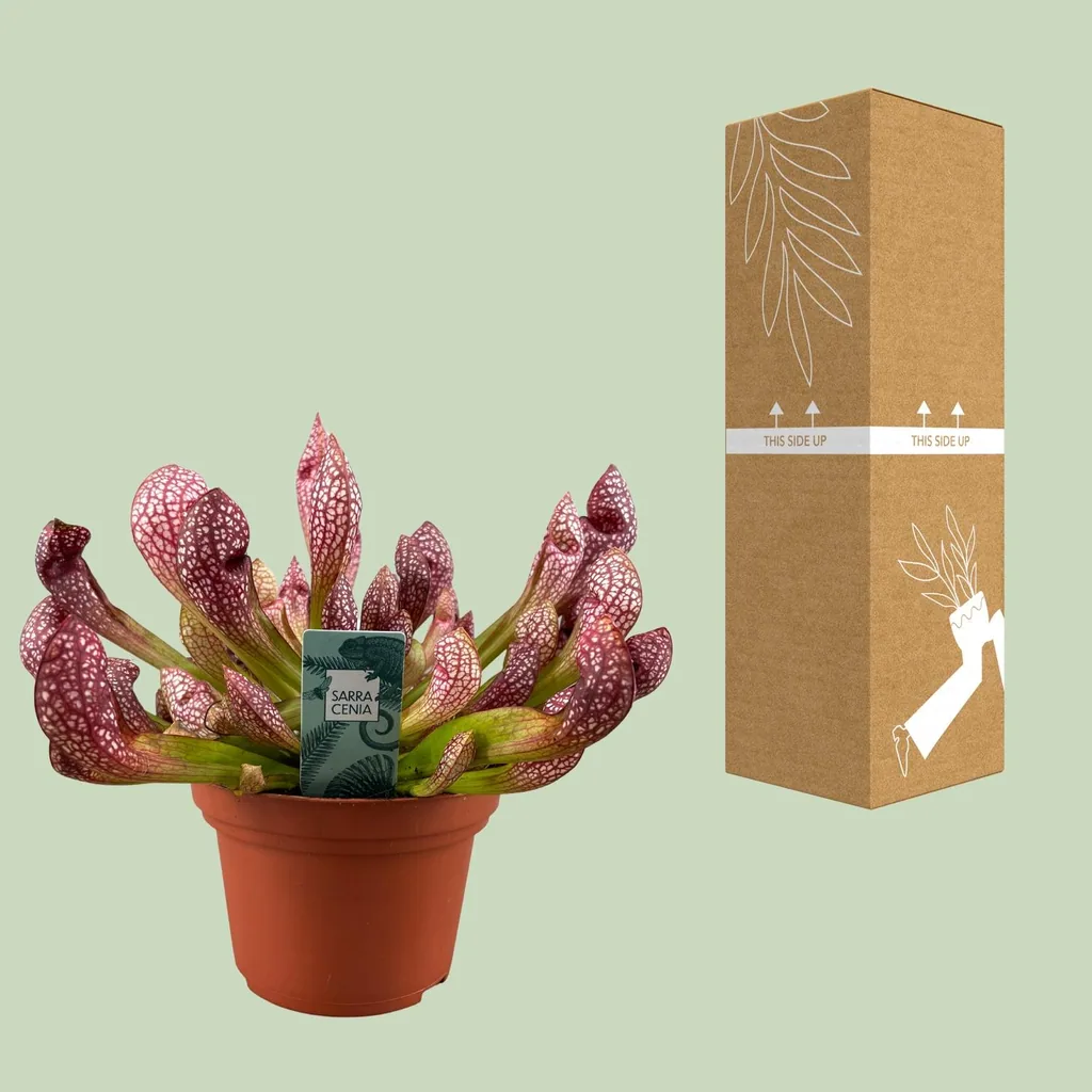 Schlauchpflanze 'Scarlet Belle' (Sarracenia) – pflegeleichte Zimmerpflanze, Topf-Ø 12 cm, Höhe ca. 40 cm