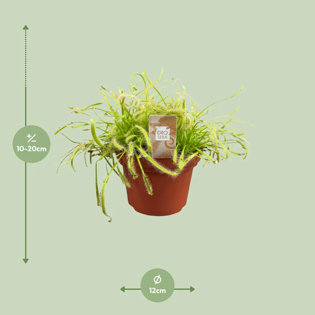 Kap-Sonnentau (Drosera capensis) – pflegeleichte Zimmerpflanze, Topf-Ø 12 cm, Höhe ca. 17 cm