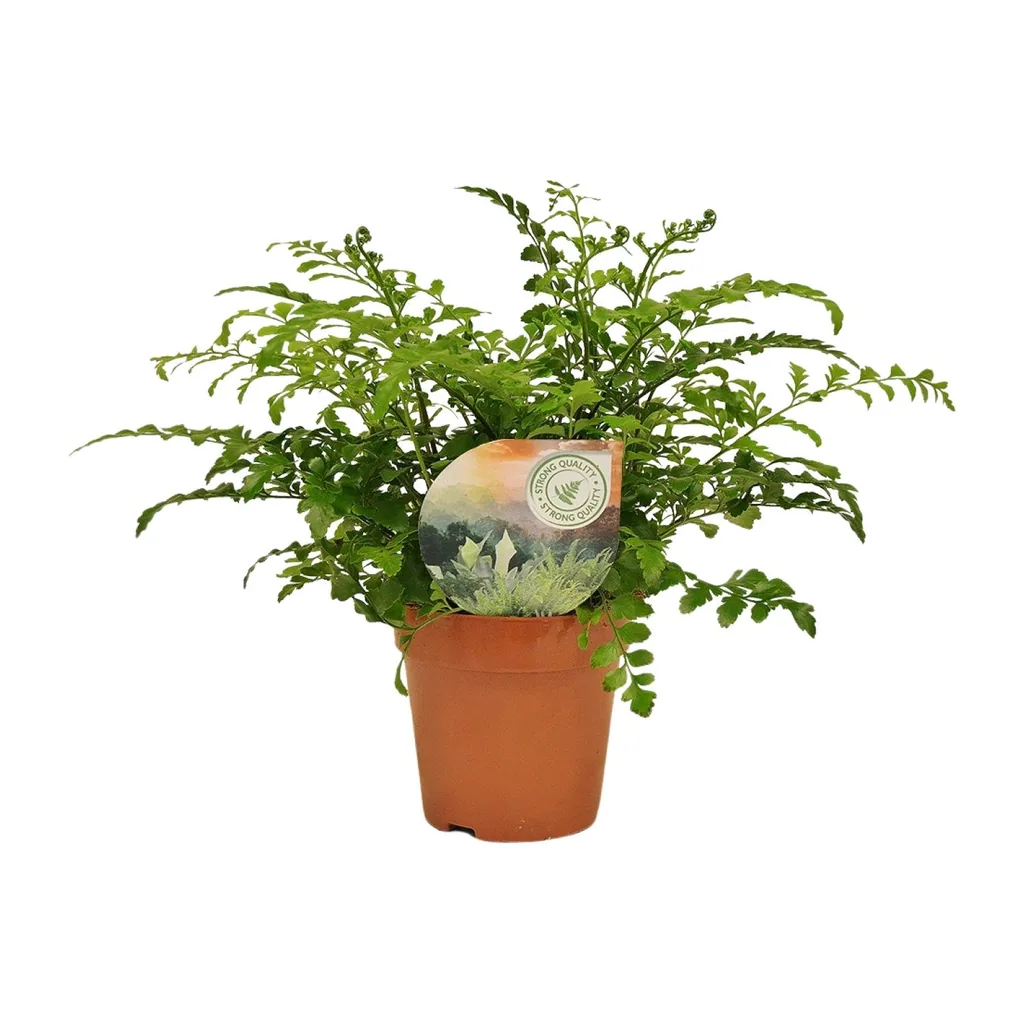 Kleiner Streifenfarn 'Parvati' (Asplenium parvisorum) – pflegeleichte Zimmerpflanze, Topf-Ø 12 cm, Höhe ca. 35 cm