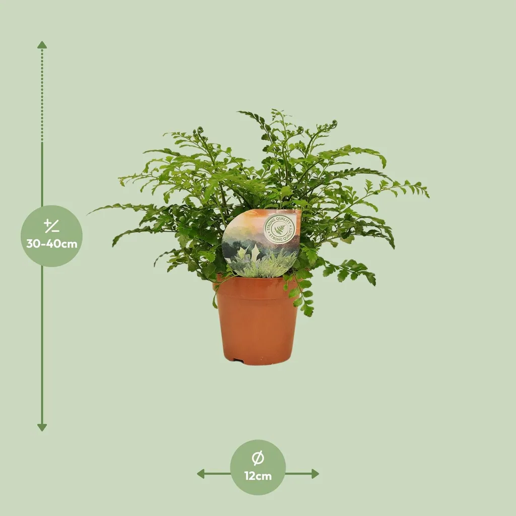 Kleiner Streifenfarn 'Parvati' (Asplenium parvisorum) – pflegeleichte Zimmerpflanze, Topf-Ø 12 cm, Höhe ca. 35 cm