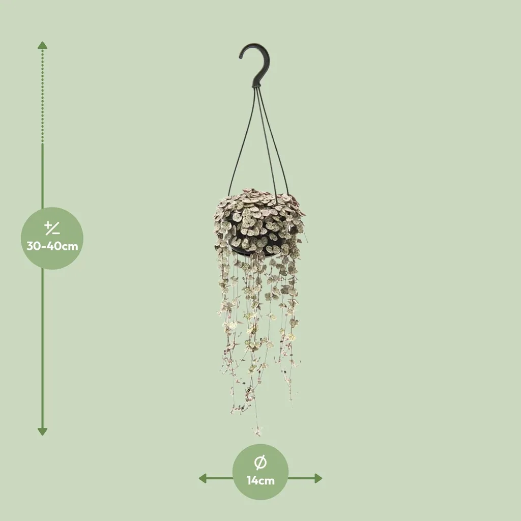 Leuchterblume 'Woodii Variegata' (Ceropegia linearis) – pflegeleichte Zimmerpflanze, Topf-Ø 14 cm, Höhe ca. 38 cm