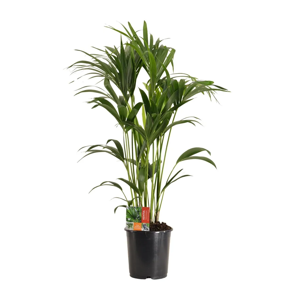 Kentiapalme (Howea forsteriana) – pflegeleichte Zimmerpflanze, Topf-Ø 24 cm, Höhe ca. 120 cm