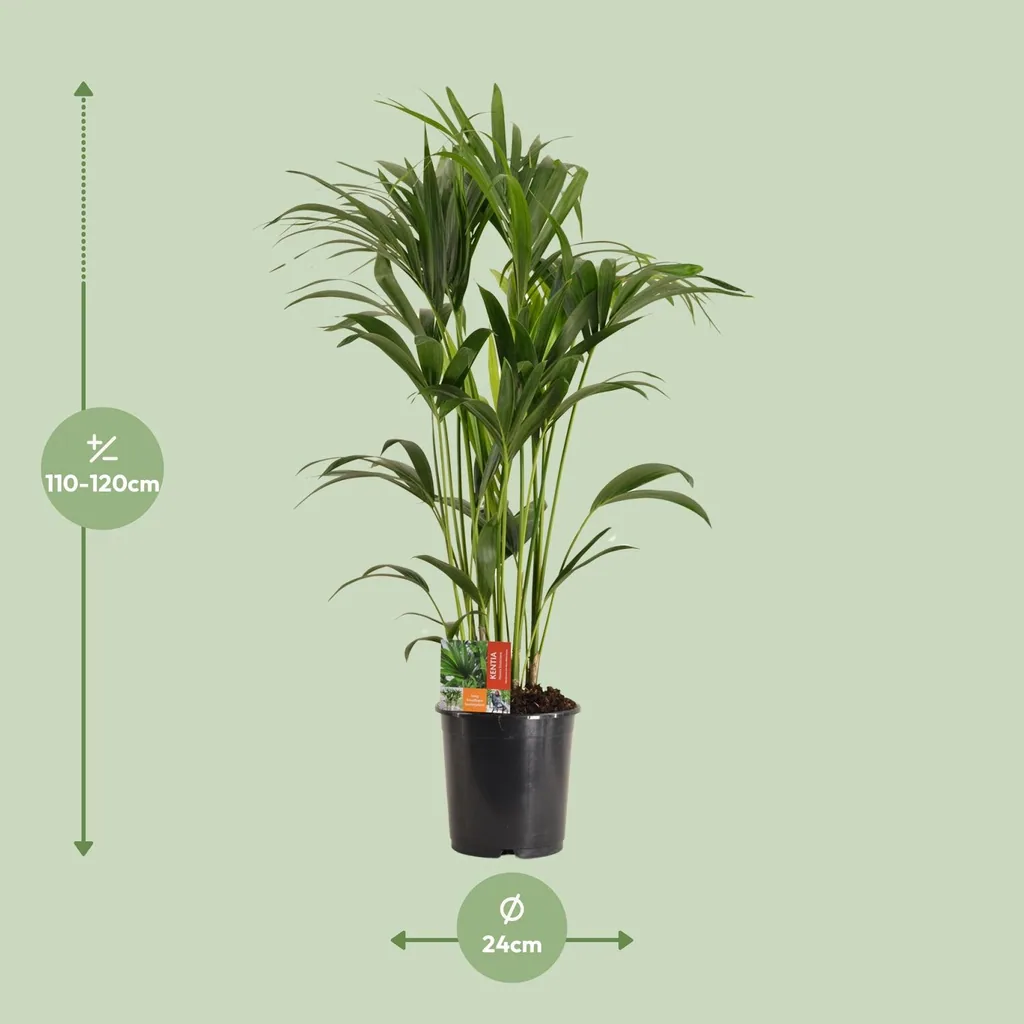 Kentiapalme (Howea forsteriana) – pflegeleichte Zimmerpflanze, Topf-Ø 24 cm, Höhe ca. 120 cm