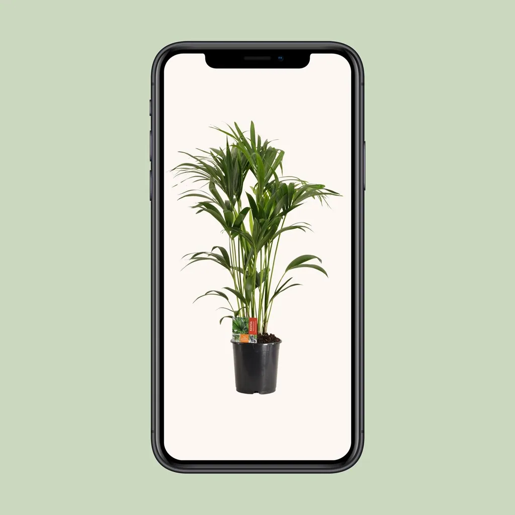 Kentiapalme (Howea forsteriana) – pflegeleichte Zimmerpflanze, Topf-Ø 24 cm, Höhe ca. 120 cm