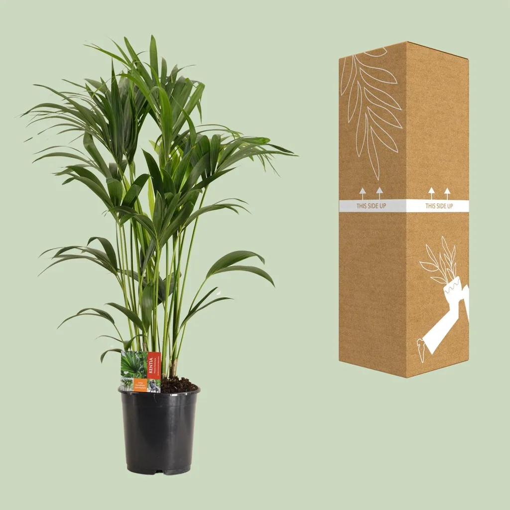 Kentiapalme (Howea forsteriana) – pflegeleichte Zimmerpflanze, Topf-Ø 24 cm, Höhe ca. 120 cm