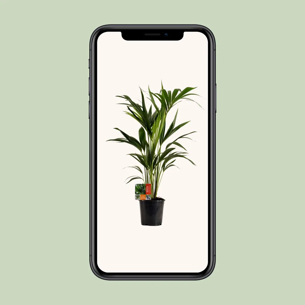Kentiapalme (Howea forsteriana) – pflegeleichte Zimmerpflanze, Topf-Ø 19 cm, Höhe ca. 100 cm