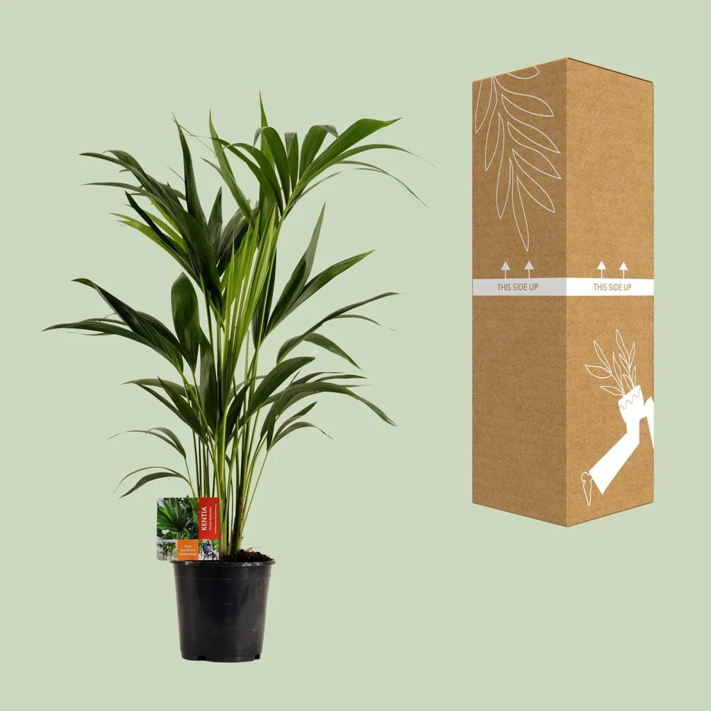 Kentiapalme (Howea forsteriana) – pflegeleichte Zimmerpflanze, Topf-Ø 19 cm, Höhe ca. 100 cm