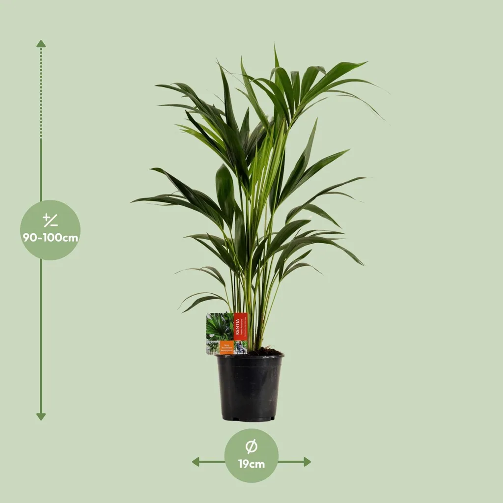Kentiapalme (Howea forsteriana) – pflegeleichte Zimmerpflanze, Topf-Ø 19 cm, Höhe ca. 100 cm
