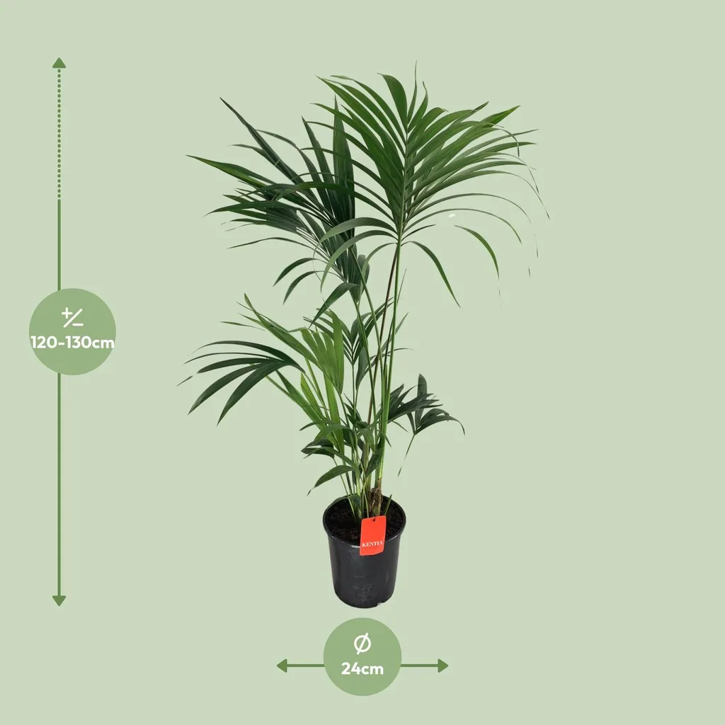 Kentiapalme (Howea forsteriana) – pflegeleichte Zimmerpflanze, Topf-Ø 24 cm, Höhe ca. 130 cm