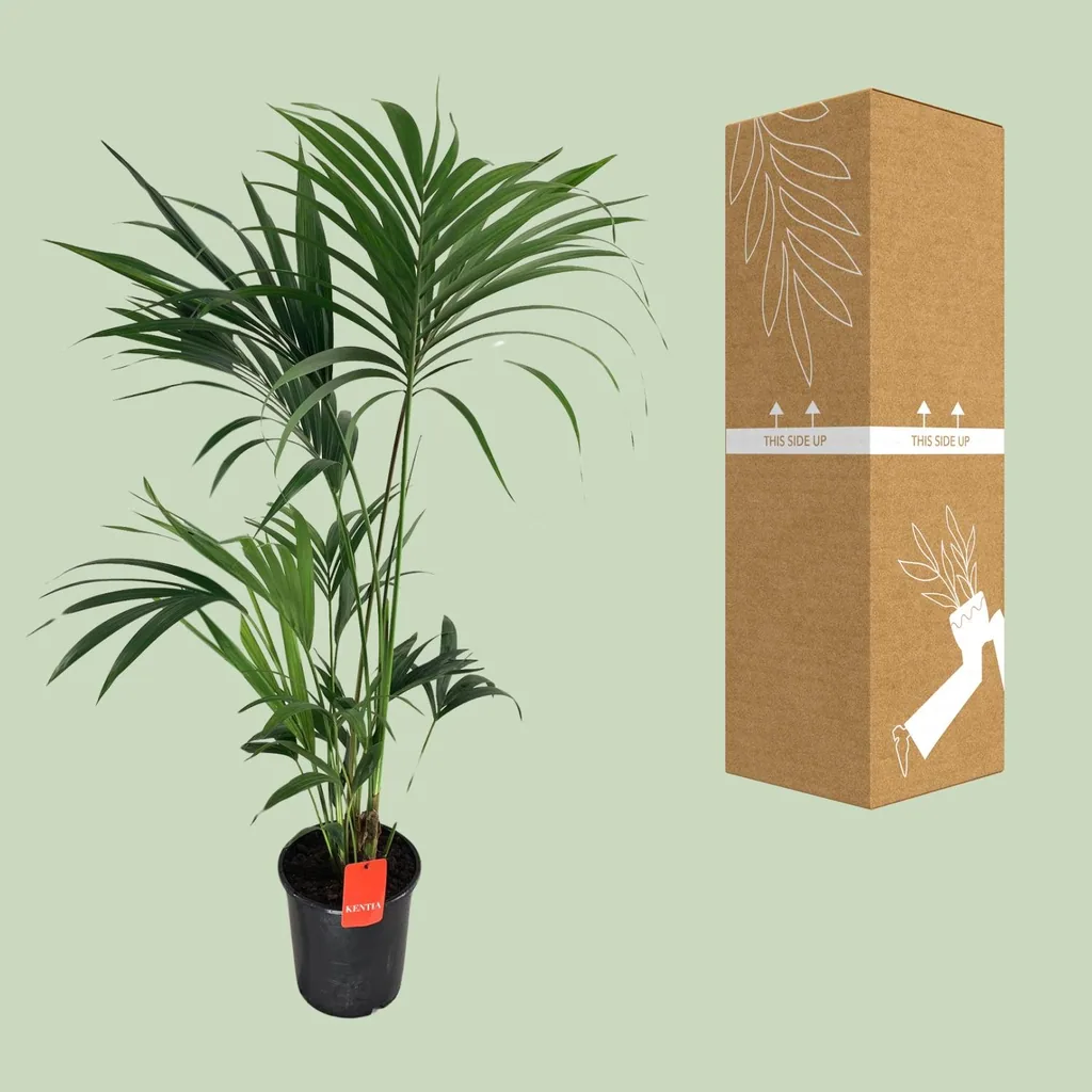 Kentiapalme (Howea forsteriana) – pflegeleichte Zimmerpflanze, Topf-Ø 24 cm, Höhe ca. 130 cm
