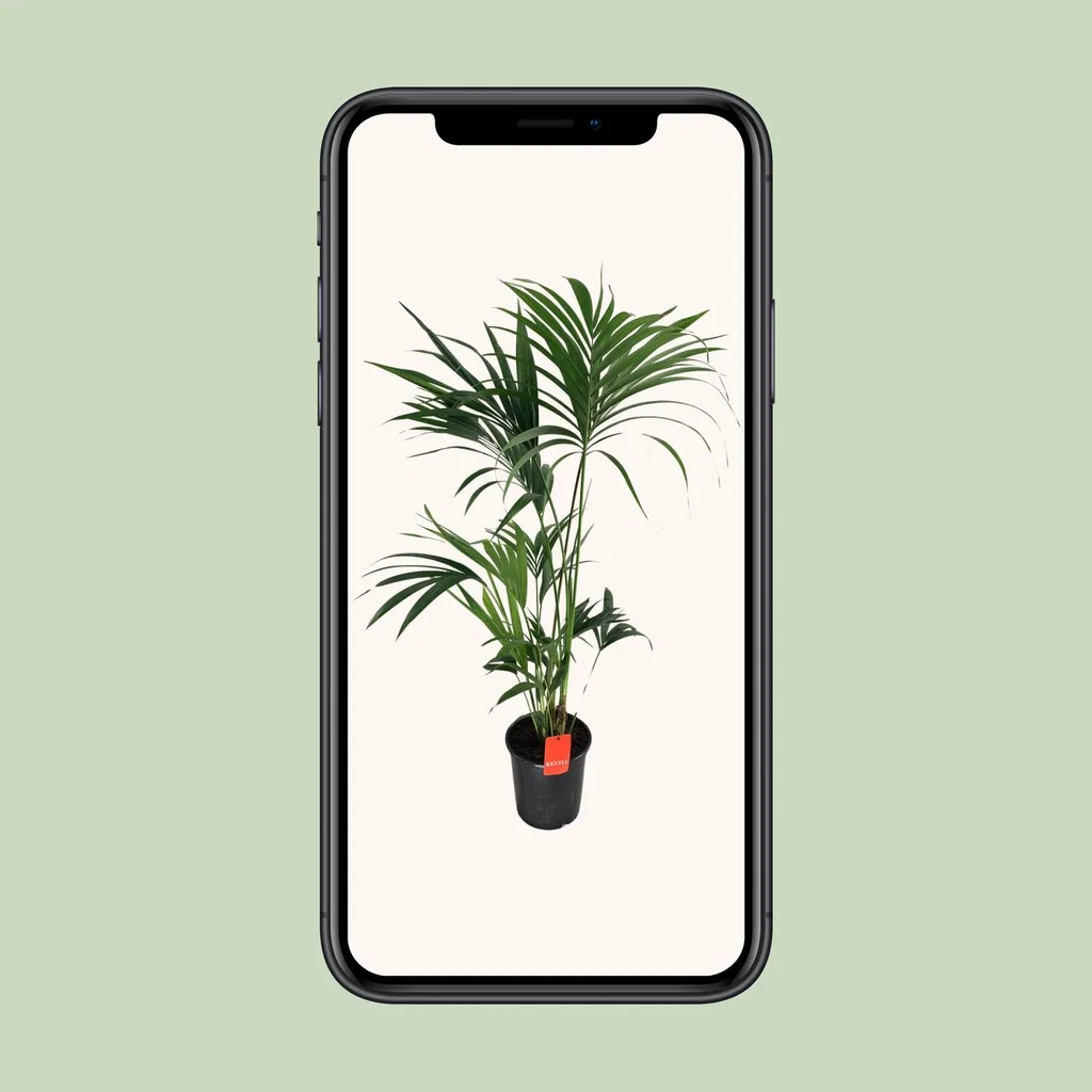 Kentiapalme (Howea forsteriana) – pflegeleichte Zimmerpflanze, Topf-Ø 24 cm, Höhe ca. 130 cm