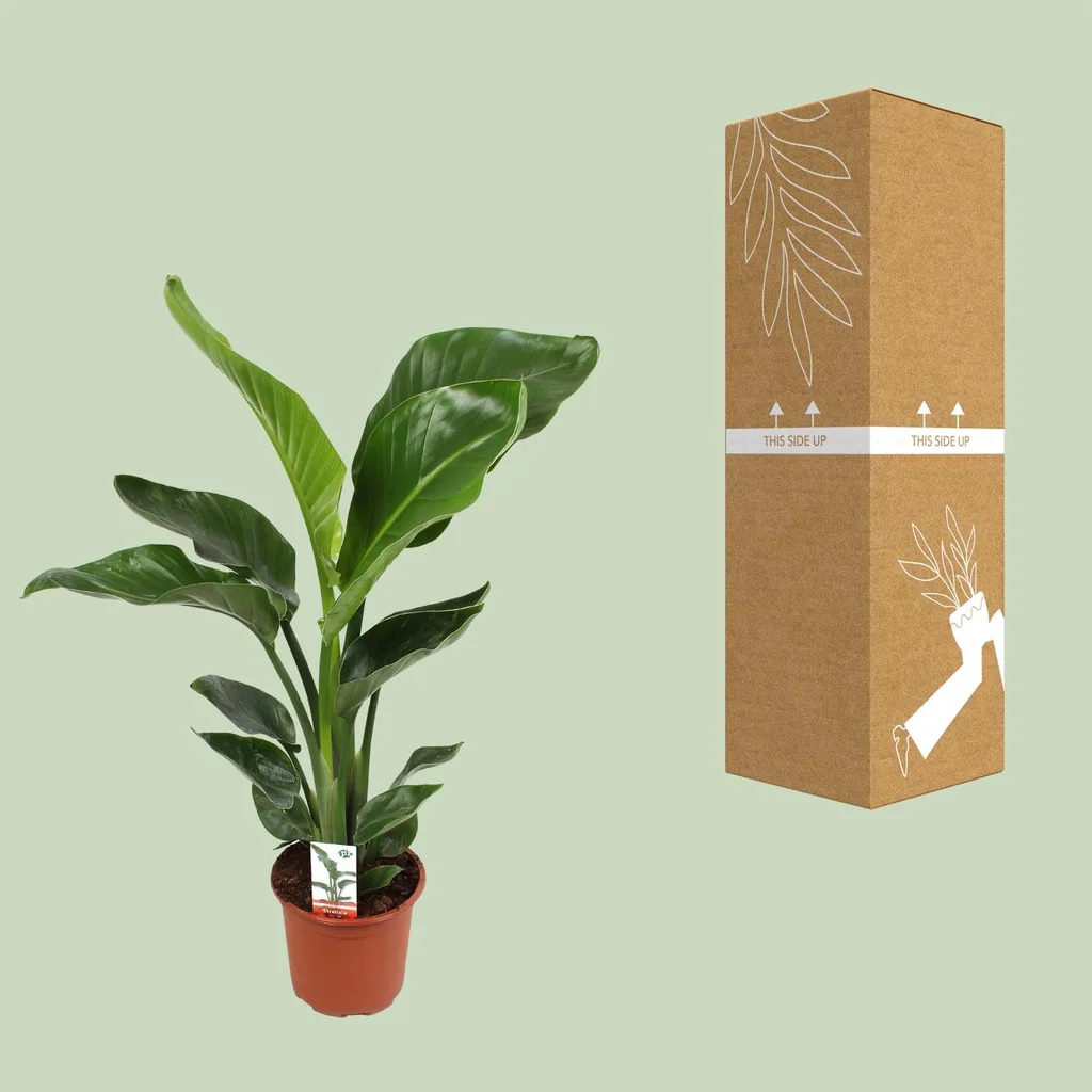 Baumstrelitzie 'Nicolai' (Strelitzia nicolai) – pflegeleichte Zimmerpflanze, Topf-Ø 17 cm, Höhe ca. 70 cm