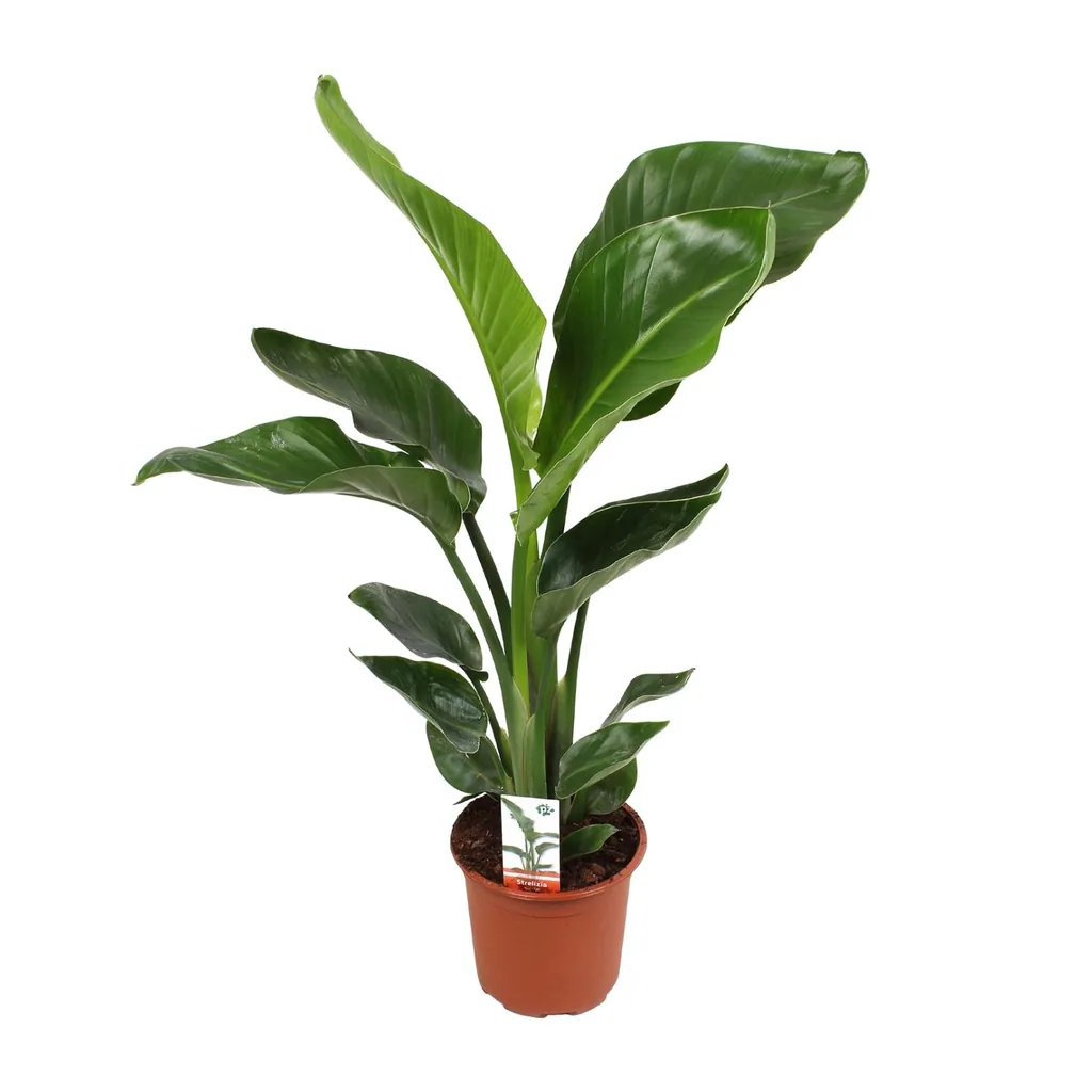 Baumstrelitzie 'Nicolai' (Strelitzia nicolai) – pflegeleichte Zimmerpflanze, Topf-Ø 17 cm, Höhe ca. 70 cm
