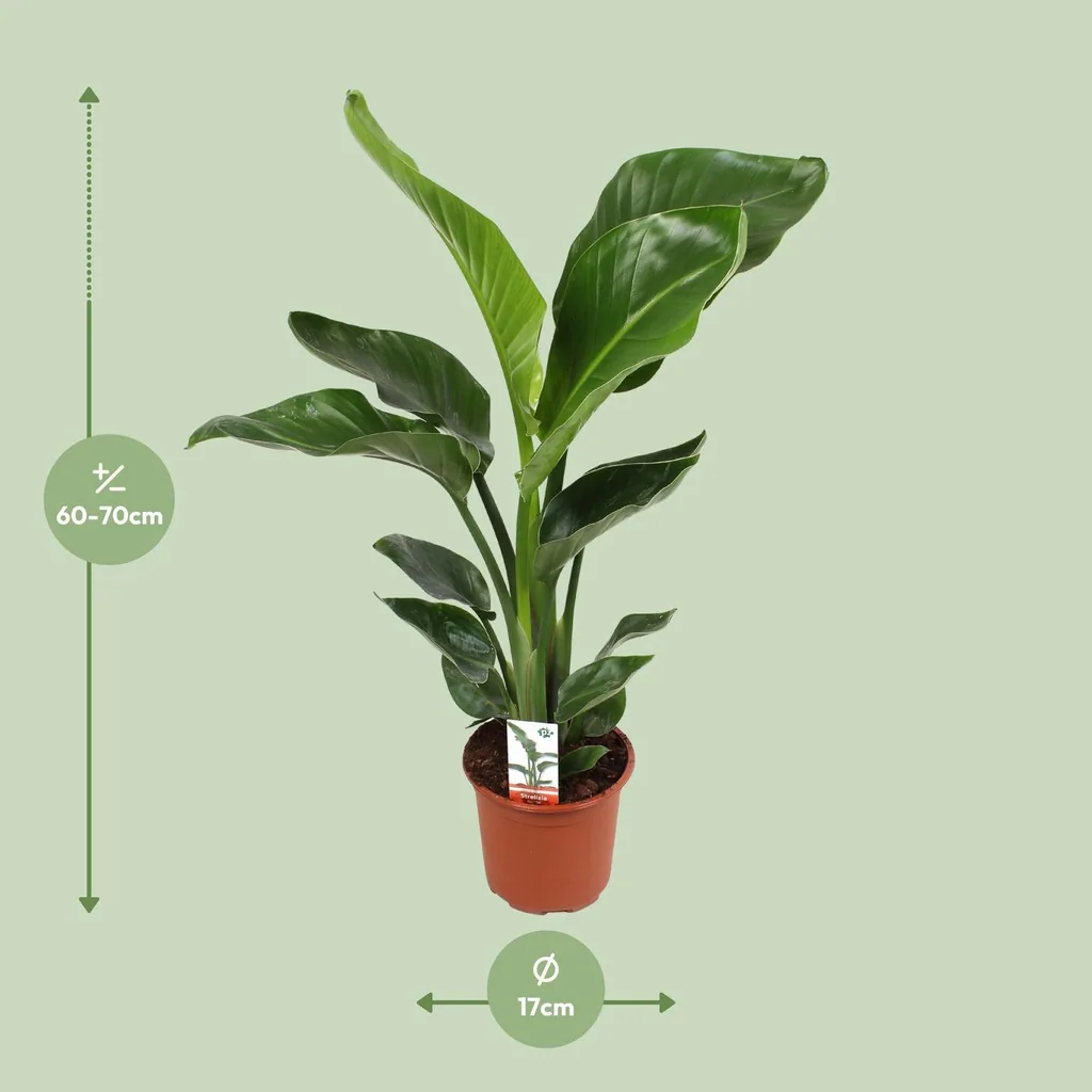 Baumstrelitzie 'Nicolai' (Strelitzia nicolai) – pflegeleichte Zimmerpflanze, Topf-Ø 17 cm, Höhe ca. 70 cm