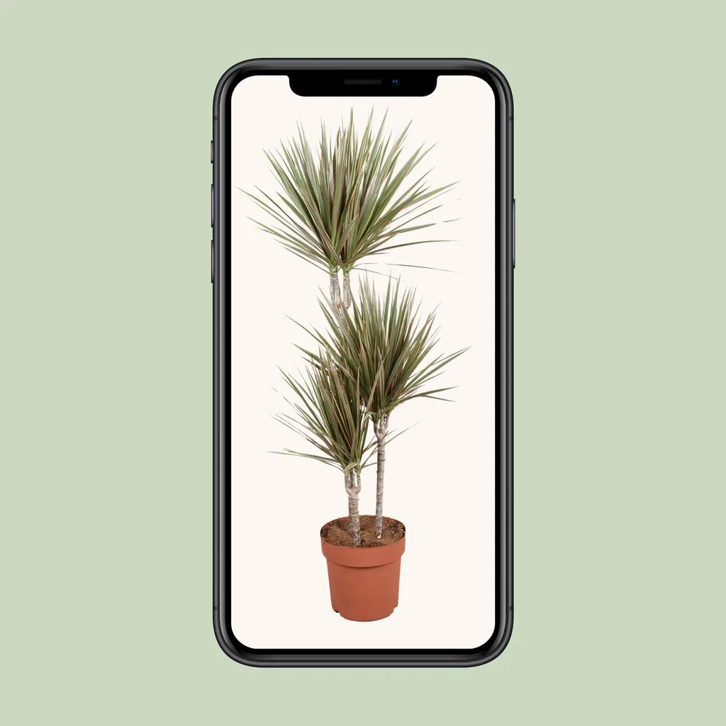 Zweifarbiger Drachenbaum (Dracaena bicolor) – pflegeleichte Zimmerpflanze, Topf-Ø 21 cm, Höhe ca. 120 cm