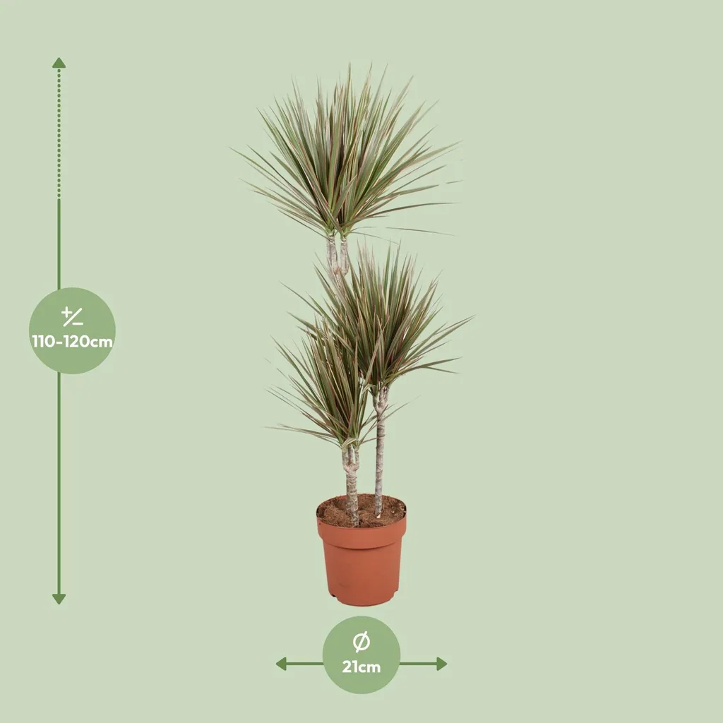 Zweifarbiger Drachenbaum (Dracaena bicolor) – pflegeleichte Zimmerpflanze, Topf-Ø 21 cm, Höhe ca. 120 cm